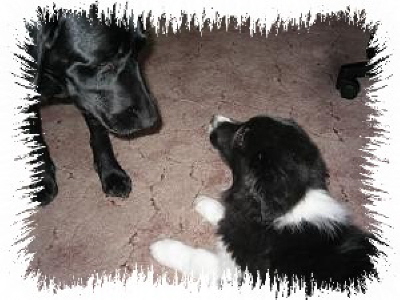 Luna & Fay
